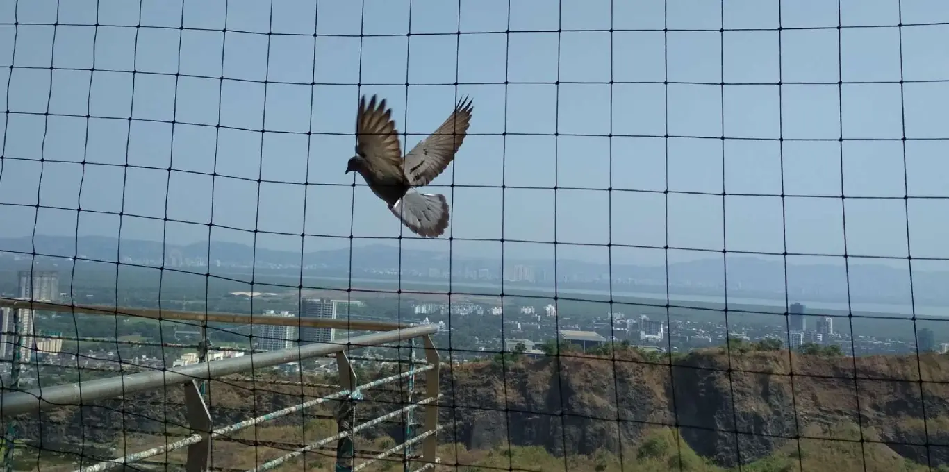 Bird net installation on residential terrace in Pune