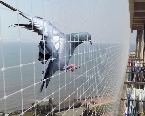 Bird net installation Pune - view 6